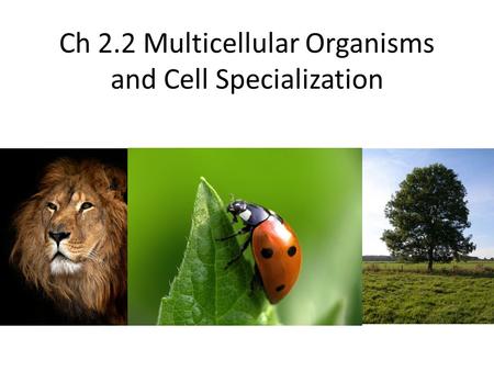 Ch 2.2 Multicellular Organisms and Cell Specialization