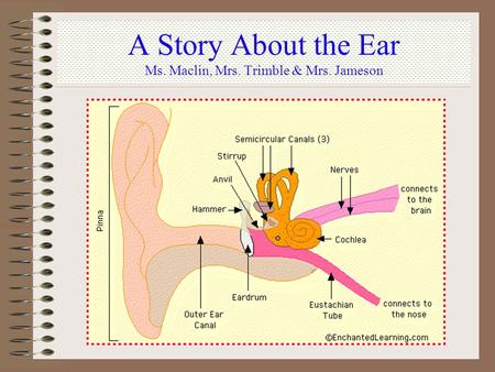 A Story About the Ear Ms. Maclin, Mrs. Trimble & Mrs. Jameson.
