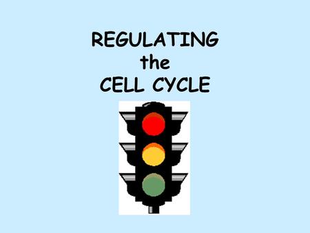REGULATING the CELL CYCLE. CELL DIVISION GENES Some cells divide frequently (some human skin cells divide once/hour) Some cells divide occasionally (liver.