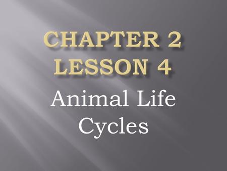 Chapter 2 Lesson 4 Animal Life Cycles.