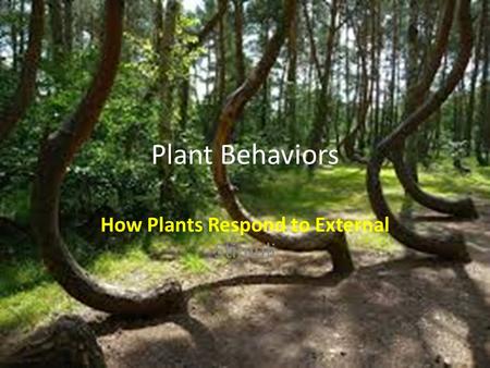 How Plants Respond to External Stimuli