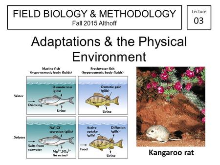 Adaptations & the Physical Environment Kangaroo rat FIELD BIOLOGY & METHODOLOGY Fall 2015 Althoff Lecture 03.