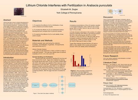 Abstract Lithium has been shown to disturb development in sea urchin embryos, but its effects on fertilization have remained unexplored. To address this,