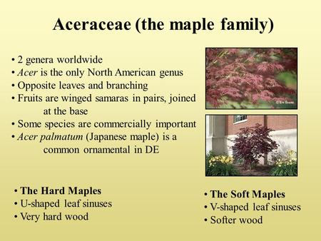 Aceraceae (the maple family) 2 genera worldwide Acer is the only North American genus Opposite leaves and branching Fruits are winged samaras in pairs,