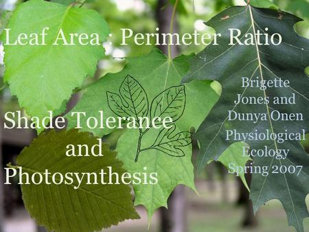Leaf Area : Perimeter Ratio Shade Tolerance and Photosynthesis Brigette Jones and Dunya Onen Physiological Ecology Spring 2007.