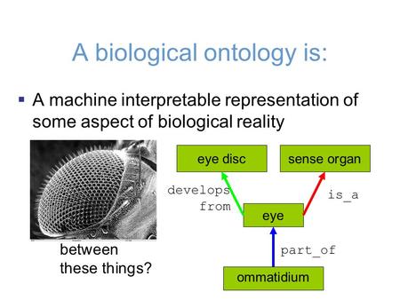 Eye  what kinds of things exist?  what are the relationships between these things? ommatidium sense organeye disc is_a part_of develops from A biological.