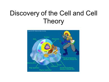 Discovery of the Cell and Cell Theory. Observations of Dead Cells Robert Hooke (1635- 1703) –First to view cells (dead cork cells) –Thought that the “little.