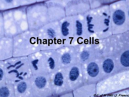 Chapter 7 Cells. K – W – L Know-Want to know - Learned.
