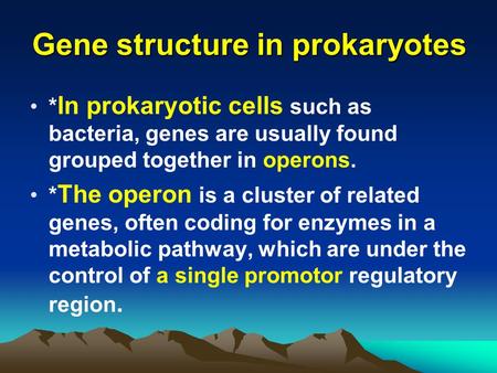 Gene structure in prokaryotes * In prokaryotic cells such as bacteria, genes are usually found grouped together in operons. * The operon is a cluster of.