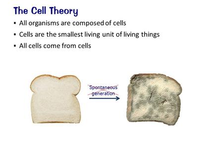  All organisms are composed of cells  Cells are the smallest living unit of living things  All cells come from cells The Cell Theory Spontaneous generation.
