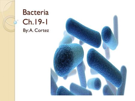 Bacteria Ch.19-1 By: A. Cortez. Classifying Prokaryotes Thanks to Robert Hooke and Anton van Leeuwenhoek, the invention of the microscope opened our eyes.