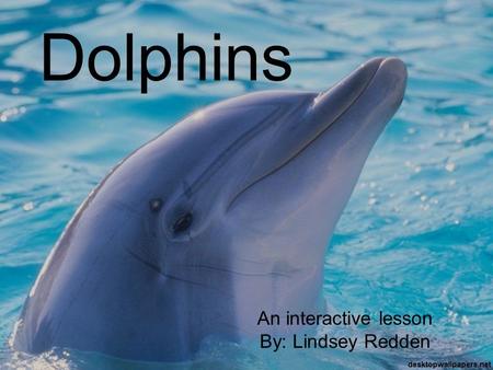 Dolphins An interactive lesson By: Lindsey Redden.