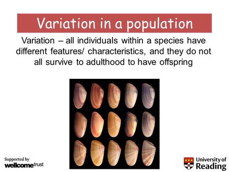 Variation in a population Variation – all individuals within a species have different features/ characteristics, and they do not all survive to adulthood.