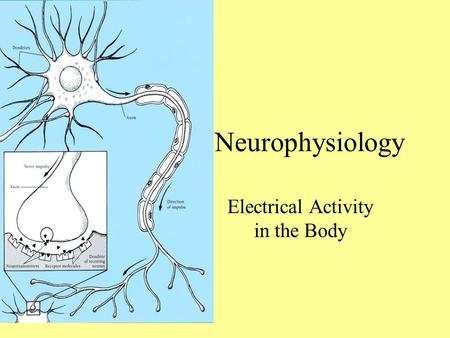 Neurophysiology Electrical Activity in the Body.