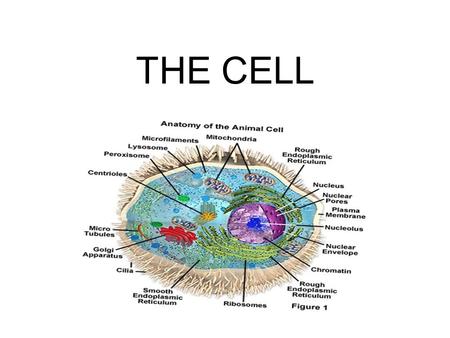 THE CELL INTRO TO CELLS CELLS ARE BASIC UNITS OF ORGANISMS CELLS CAN ONLY BE OBSERVED UNDER A MICROSCOPE BASIC TYPES OF CELLS ANIMAL PLANTBACTERIAL.
