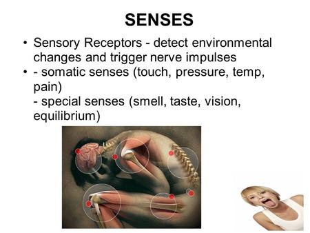 SENSES Sensory Receptors - detect environmental changes and trigger nerve impulses - somatic senses (touch, pressure, temp, pain) - special senses (smell,