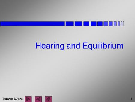 Suzanne D'Anna1 Hearing and Equilibrium. Suzanne D'Anna2 Parts of the Ear n external ear n middle ear n inner ear.