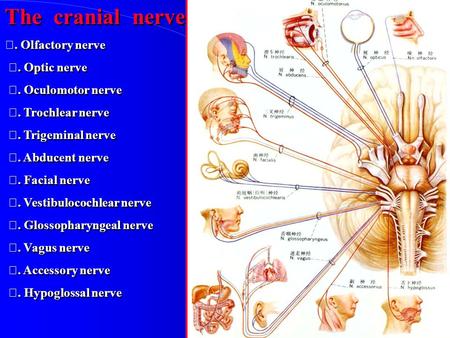 The cranial nerve Ⅰ. Olfactory nerve Ⅱ. Optic nerve