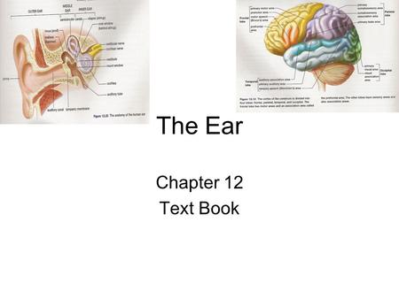 The Ear Chapter 12 Text Book.