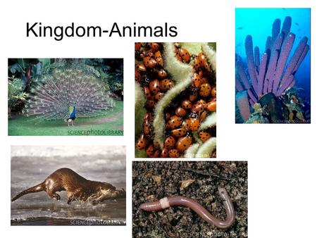 Kingdom-Animals. Animal Characteristics Heterotrophs Multicellular No cell walls Tissues (most) Sexual Reproduction (most)