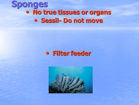 Sponges No true tissues or organs No true tissues or organs Sessil- Do not move Sessil- Do not move Filter feeder Filter feeder.