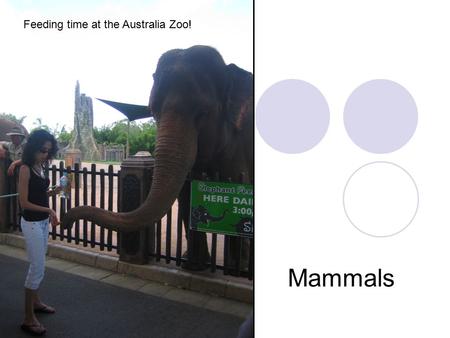 Mammals Feeding time at the Australia Zoo!. Characteristics of Mammals Vertebrate Warm-blooded 4 chambered heart Skin covered with fur or hair Every young.