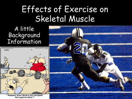 Effects of Exercise on Skeletal Muscle A little Background Information.