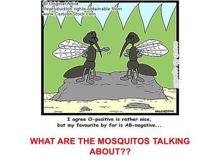WHAT ARE THE MOSQUITOS TALKING ABOUT??. WHAT ARE THESE !!?????