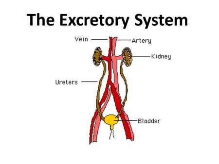 The Excretory System.