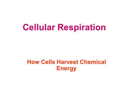 Cellular Respiration How Cells Harvest Chemical Energy.