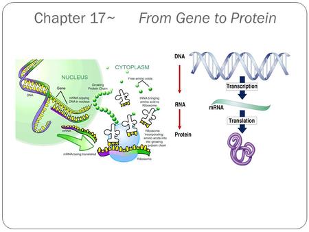 Chapter 17~ From Gene to Protein Protein Synthesis: overview One gene-one enzyme hypothesis (Beadle and Tatum) One gene-one polypeptide (protein) hypothesis.