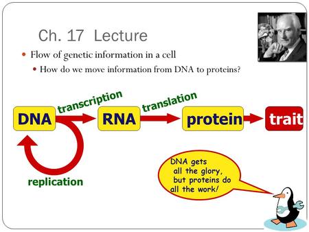 Ch. 17 Lecture Flow of genetic information in a cell How do we move information from DNA to proteins? transcription translation replication protein RNA.