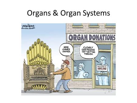 Organs & Organ Systems. Learning Objectives By the end of this class you should understand: The structure of an organ and organ system How to describe.