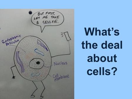What’s the deal about cells?. Cells are the basic units of living things.