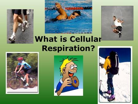 What is Cellular Respiration?. Cellular Respiration Overview Transformation of chemical energy in food into ATP (chemical energy cells can use) These.