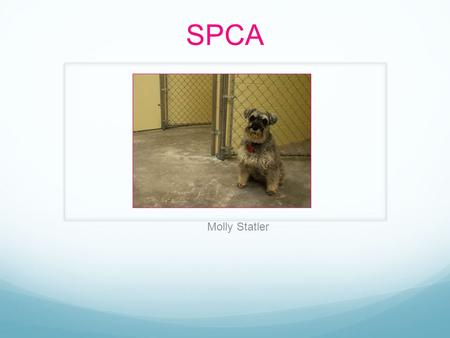SPCA Molly Statler. Objective To make people more aware of what is happening to these poor animals who can’t help themselves To show people how much of.
