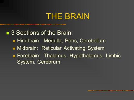 THE BRAIN 3 Sections of the Brain: Hindbrain: Medulla, Pons, Cerebellum Midbrain: Reticular Activating System Forebrain: Thalamus, Hypothalamus, Limbic.
