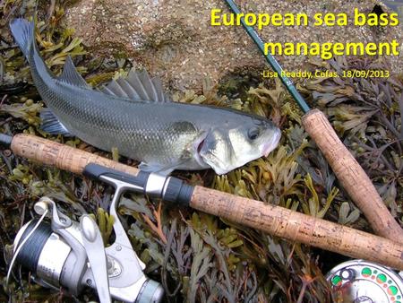 European sea bass management Lisa Readdy, Cefas. 18/09/2013.
