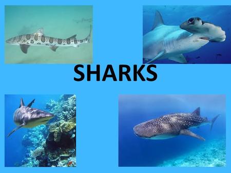 SHARKS. Sharks Sharks have been on earth for more than 450 million years. Older than dinosaurs. Sharks belong to the class of fish: Chondrichtyes. More.