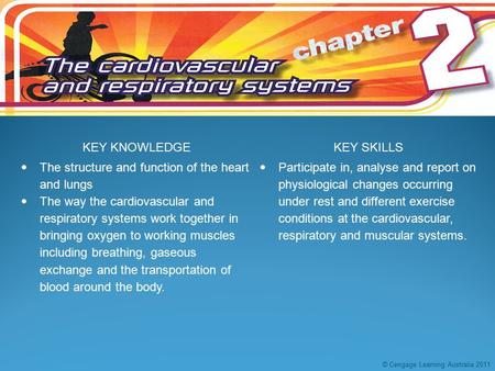 KEY KNOWLEDGEKEY SKILLS  The structure and function of the heart and lungs  The way the cardiovascular and respiratory systems work together in bringing.