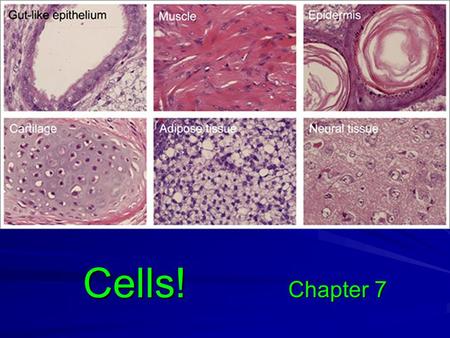 Cells! Chapter 7.