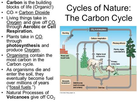 Cycles of Nature: The Carbon Cycle Carbon is the building blocks of life (Organic!) CO 2 = Carbon Dioxide Living things take in Oxygen and give off CO.
