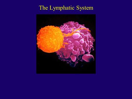 The Lymphatic System. Functions Of The Lymphatic System Transport Excess Interstitial Fluid Back To Bloodstream Transport Dietary Lipids House Lymphocytes.
