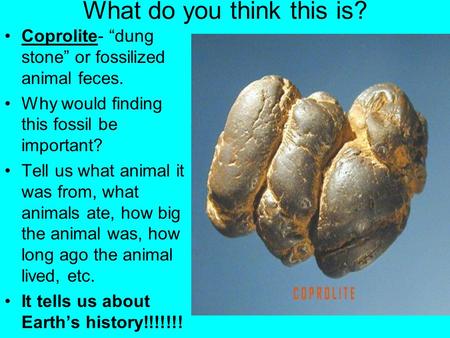 What do you think this is? Coprolite- “dung stone” or fossilized animal feces. Why would finding this fossil be important? Tell us what animal it was from,