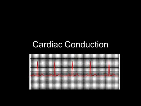 Cardiac Conduction. Physiology of Cardiac Conduction The excitatory & electrical conduction system of the heart is responsible for the contraction and.