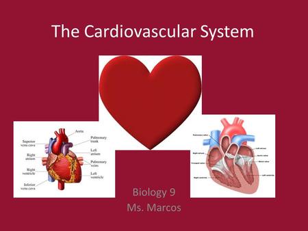 The Cardiovascular System Biology 9 Ms. Marcos. Questions you can answer after learning about the Cardiovascular System: Why could you faint if you stand.