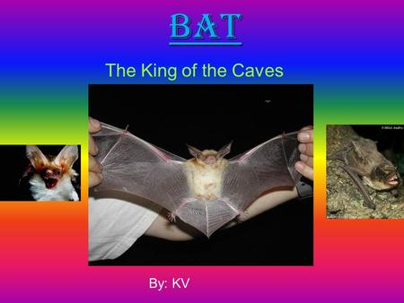 Bat The King of the Caves By: KV. Introduction. Bats are mammals It’s scientific name is chiropeta It means wings on their hands They are the only mammals.