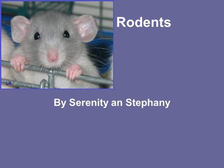 Rodents By Serenity an Stephany. What is a rodent? A rodent is a rat or squirrel they have sharp teeth that don’t stop growing.
