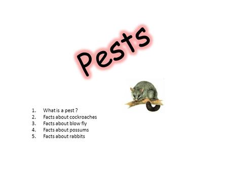 1.What is a pest ? 2.Facts about cockroaches 3.Facts about blow fly 4.Facts about possums 5.Facts about rabbits.