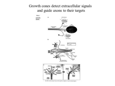 Growth cones detect extracellular signals and guide axons to their targets.